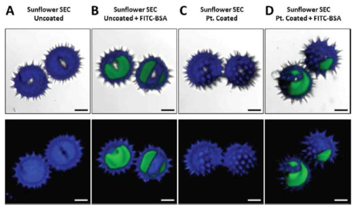 Z-stack 데이터로부터의 CLSM 3D 이미지, Scale bars는 10 μm