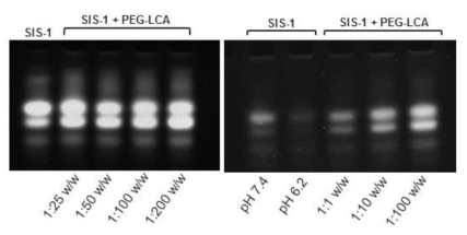 Lithocholic acid가 도입된 PEG 나노입자를 이용한 SIS-1 펩타이드 복합체 형성 거동 확인