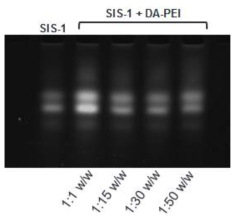 Deoxycholic acid가 도입된 PEI 나노입자를 이용한 SIS-1 펩타이드 복합체 형성 거동 평가