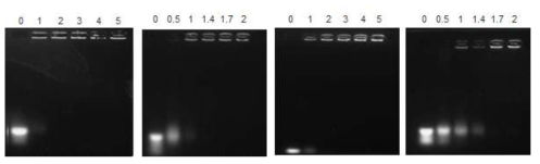 Deoxycholic acid가 도입된 PEI 나노입자를 이용한 miR21 복합체 형성 거동 평가