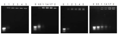 Lithocholic acid가 도입된 PEI 나노입자를 이용한 miR21 복합체 형성 거동 평가