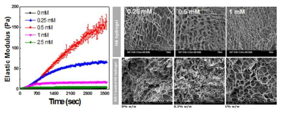 가교제의 양에 따른 하이드로겔 형성 거동 평가 및 FE-SEM을 이용한 HA-DBCO 하이드로젤 및 펩타이드 소재 SIS-1을 담지한 HA-DBCO 하이드로젤의 몰폴로지 분석