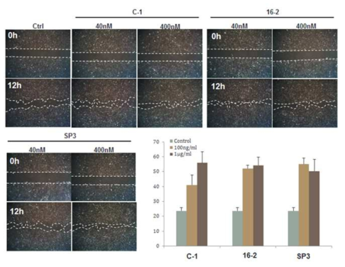 C1, 16-2, SP3 펩타이드 소재를 처리한 human dermal fibroblast의 migration assay 이미지 및 정량 그래프