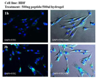 히알루론산 하이드로젤에서 방출된 펩타이드의 세포 내 흡수 거동 이미징