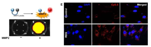 MMP-2 프로브의 MMP-2 효소 특이적 형광 활성화 특성 및 REG 펩타이드를 처리한 피부세포를 이용한 형광 복원 특성 확인