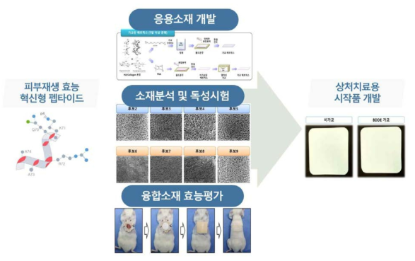 피부재생 혁신형 펩타이드 탑재 상처 치료용 시작품 개발 전략