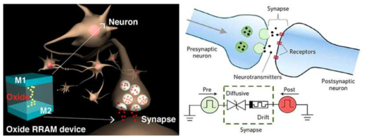 뉴런과 시냅스의 구조와 뉴로모픽 소자