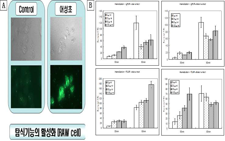 천연약용자원이 탐식세포의 균 탐식능력에 미치는 영향. 삼백초와 어성초로부터 분리된 수용성 및 유기물성 추출물은 RAW 세포와 각각의 농도로 4시간 반응한 후 S. typhimurium 균을 감염하여 세포의 탐식능력을 확인하였다. 반응한 모든 RAW 세포에서 높은 탐식능력이 형광면역염색을 통하여(400X) 확인되었고(A), 감염 후 30분에서 모든 물질에서 대조군과 비교하여 2-3배의 높은 탐식능력이 인정되었고, 감염 후 60분에서 다른 추출물과는 달리 어성초로부터 분리한 수용성 추출물에서 대조군과 비교하여 높은 탐식능력이 인정되었다(B)