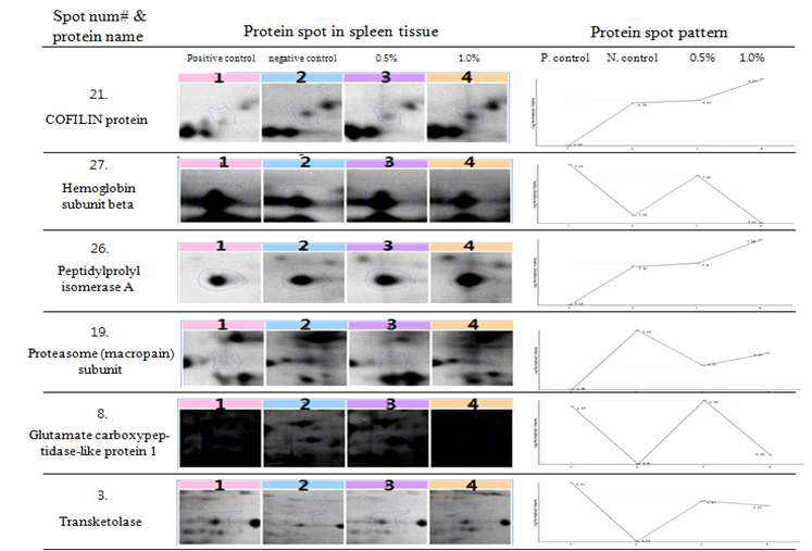 Trend of protein expression for porcine spleen sample treated with feed additive for 8weeks. Differentially expressed protein spot and spot pattern analysis were perform with samespot software