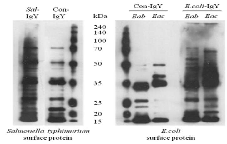 병원성 대장균 및 살모넬라 균에 대한 IgY 특이 항원 검색