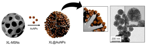 금 나노 입자가 다량으로 담지된 이중메조기공 실리카입자의 모식도(왼쪽)와 TEM 이미지(오른쪽)