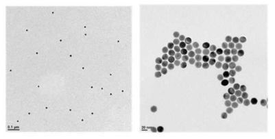 금 나노 입자의 시드(seed, 왼쪽)와 크기가 성장된 금 나노 입자의 TEM 이미지(오른쪽)