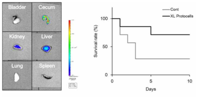 이중기공 실리카 나노입자의 생체분포 형광 이미지 결과와 패혈증 모델에서 동물의 생존 경향 파악한 mortality 결과