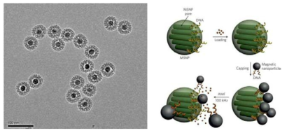 본 연구진에서 개발한 다기능성 나노입자의 전자현미경 사진 (왼쪽) 및 다공성 나노입자의 약물전달 응용의 예시(오른쪽)