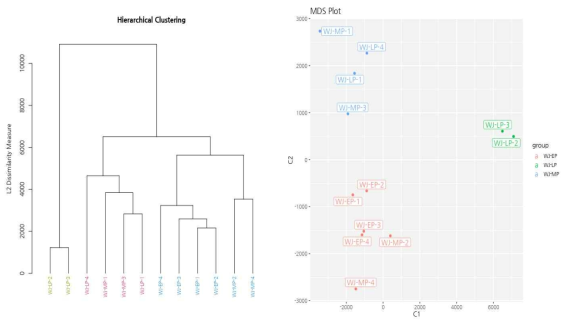 샘플들의 expression profile의 유사도를 확인하는 hierarchical clustering plot과 MDS plot. Expression profile에 따라 Early passage (붉은색), middle passage (푸른색), late passage (초록색)가 서로 다르게 clustering 됨을 보여줌 (논문 준비 중)