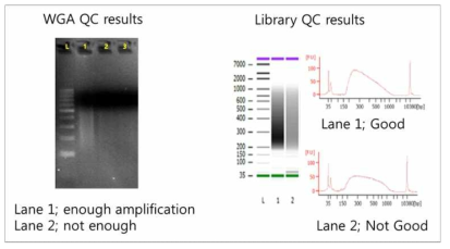 whole genome amplification gel image (왼쪽) 과 이를 이용하여 library prep QC 결과 (오른쪽) (논문 준비 중)