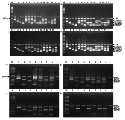 Multiplex RT-PCR 방법으로 7종의 바이러스를 검정 (Kwon et al., 2014)