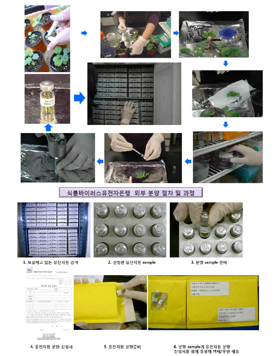 식물바이러스 분양 절차 및 과정