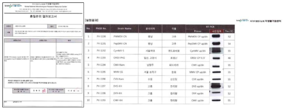 외부기관으로부터 식물바이러스 연구소재 품질검사