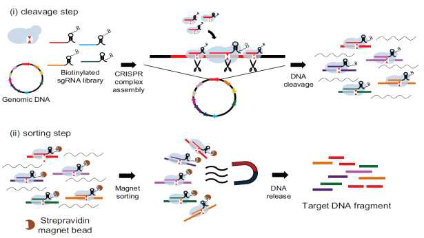 CRISPR 시스템과 biotin, streptavidin을 이용한 원하는 유전자 부분 선별 방법의 모식도