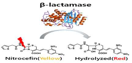β-lactamase에 의한 Nitrocefin의 구조 변화 및 색상 변화