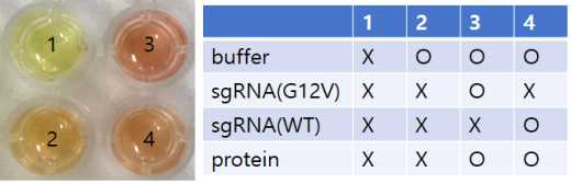 용액 조성과 sgRNA & 단백질의 유무에 따른 색변화의 차이