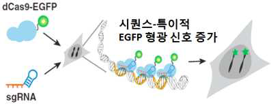 기존의 CRISPR 단백질을 이용한 이미징 방법
