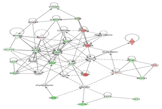 Ingenuity Pathway Analysis에 의한 치주염에 따른 단백질의 단백질 경로