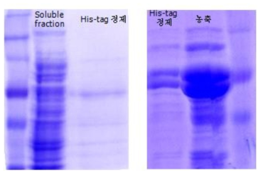 BL21(DE3)에서 발현된 재조합 MMP-9의 SDS-PAGE 확인(좌), SKIK을 이용하여 Rosetta(DE3) 에서 발현된 재조합MMP-9(right)의 SDS-PAGE 확인(우). Autocatalytic enzyme인 MMP-9은 SDS-PAGE 사진을 확인해보면 여러개의 fragment로 잘리는 현상이 관찰됨