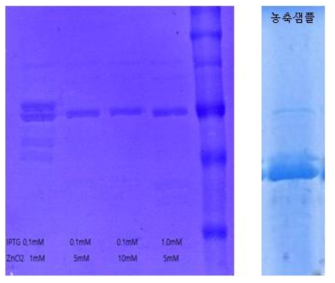 MMP-9의 induction시 ZnCl2 를 첨가하여 SDS-PAGE gel 확인(좌), SEC으로 정제한 샘플 농축(우)