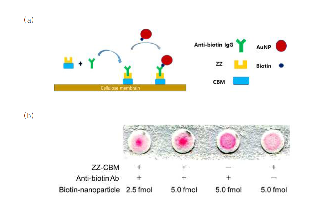 ZZ-CBM 융합단백질을 매개로한 항체-셀룰로오즈 결합