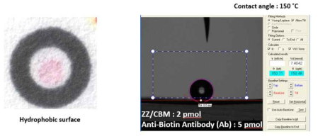 ZZ-CBM / mouse anti-biotin IgG2a complex가 존재하는 종이의 접촉각 측정