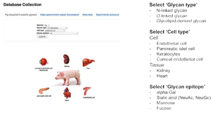선행 연구로서 이종이식 관련 돼지 조직 및 세포 glycomics 기반 통합 데이터베이스 구축