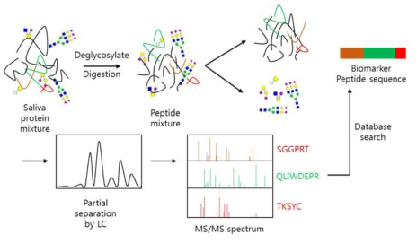 후보 마커 단백질 LC-MS/MS 분석 검증 모식도