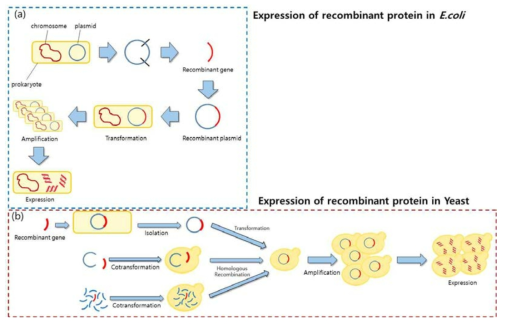 재조합 단백질 발현 공정 개요. (a) 원핵생물(대장균)에서의 재조합 단백질 발현 공정 (b) 진핵생물(효모)에서의 재조합 단백질 발현 공정