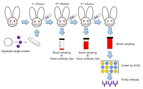 동물에서의 항체 생산 및 정제 개요