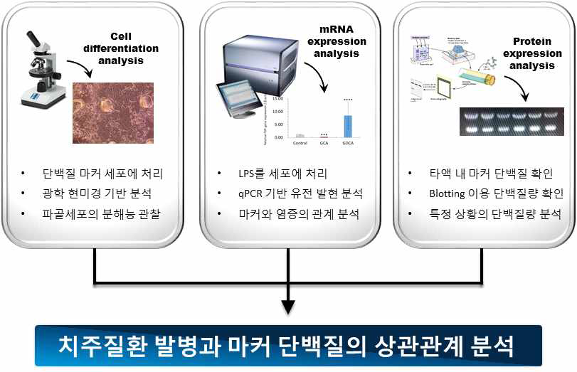 후보 마커 단백질의 치주염 발병 관련 메커니즘 검증을 위한 실험 전략