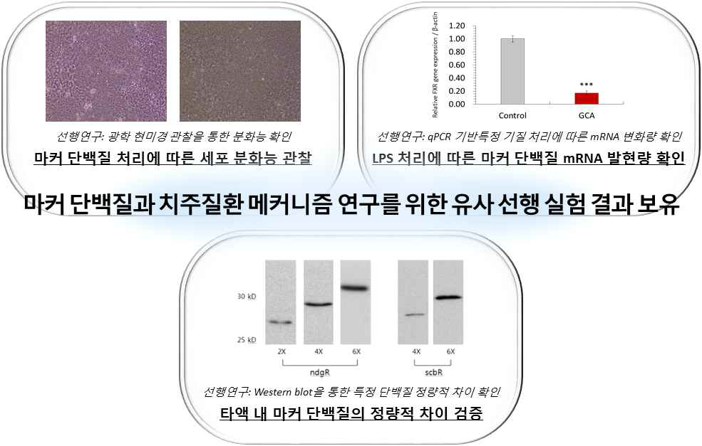 마커 단백질과 치주염 메커니즘 연구를 위한 본 연구팀의 유사 실험 결과