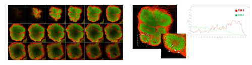 넉아웃 인간 배아 줄기 세포 유래 뇌 오가노이드의 Z축 단면별 TUJ-1, SOX2 발현 패턴을 확인. 뇌 오가노이드의 신경 로젯부위 안쪽에서부터 바깥쪽까지의 TUJ-1,SOX2 형광 강도를 수치화함. 내부에서는 SOX2가 강하게 발현하다가 외부로 이동할수록 발현이 줄어들고, TUJ-1의 발현이 높아지는 패턴을 보임