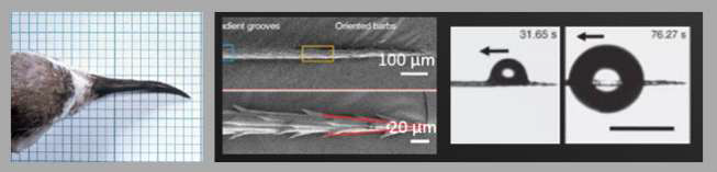 생명체 비대칭성의 예. 비대칭적으로 휜 뉴질랜드 물떼새의 부리(좌)와 선인장 가시에서 이동하는 액적(우)