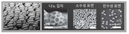 생명체 불규칙성의 예. 불규칙하게 분포하는 상어의 리블렛(좌)과 멸구 표면의 나노 구조물(우)