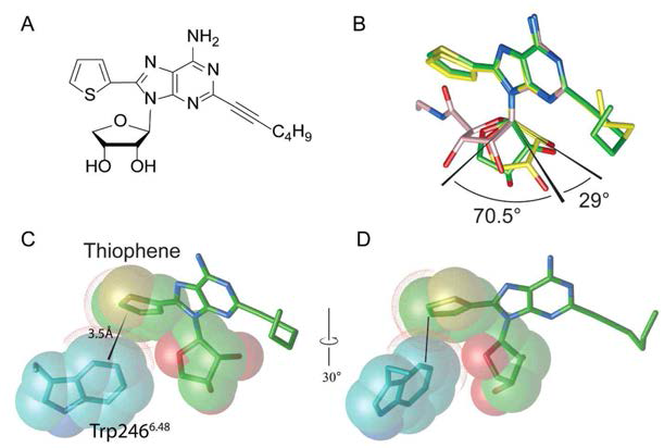 Rotational conformation of a truncated ribose moiety in crystal structure of A2A receptor bound to LJ4517 antagonist. A. Chemical diagram of LJ-4517 structure. B. Rotational difference of ribose derivatives which contain intact 2-,3- hydroxyl groupsin the crystal structures (NECA, pink bound to A2AAR:LJ-4517, green,bound to A2A-StaR2-bRIL:LJ-4517,yellow bound to A2A-StaR2S-bRIL)