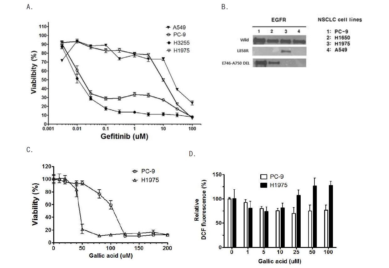 Characterization and viability of PC-9 and H1975 A. Gefitinib 0 ~ 100 uM 을 72시간 동안 처리한 후 viability (MTT). B. Mutation profiles of PC-9, H1650, H1975, A549 (WesternBlot). C. Gallic acid 0 ~ 200 uM 을 72시간 동안 처리한 후, MTT 분석함. D. Gallic acid 0 ~ 100 uM 을 6시간 동안 처리한 후, DCFH2DA 30 uM을 30분 동안 처리하고 형광을 측정