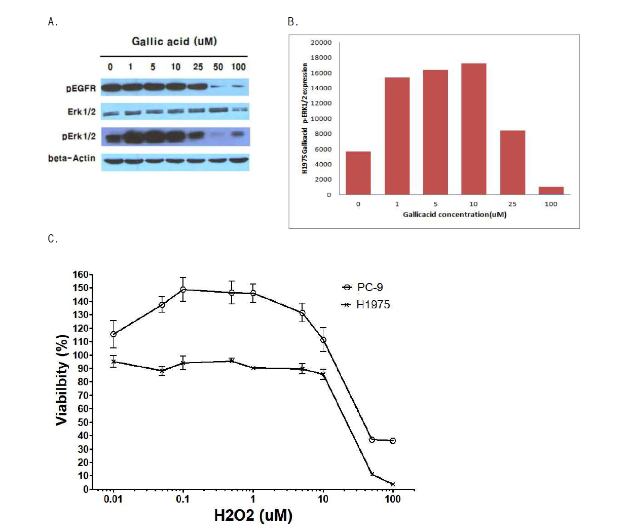 Biphasic phenomenon of cell growth A. Gallic acid 0 ~ 100 uM 을 6시간 동안 처리한 H1975 cell 들을 대상으로 Erk1/2 활성화 (pErk1/2) 정도에 대해 western-blot assay. B. Gallic acid의 농도에 따라 H1975 세포들의 pErk1/2 western-blot band intensity 비교. C. 과산화수소 처리 농도에 따른 viability 변화(cell count)