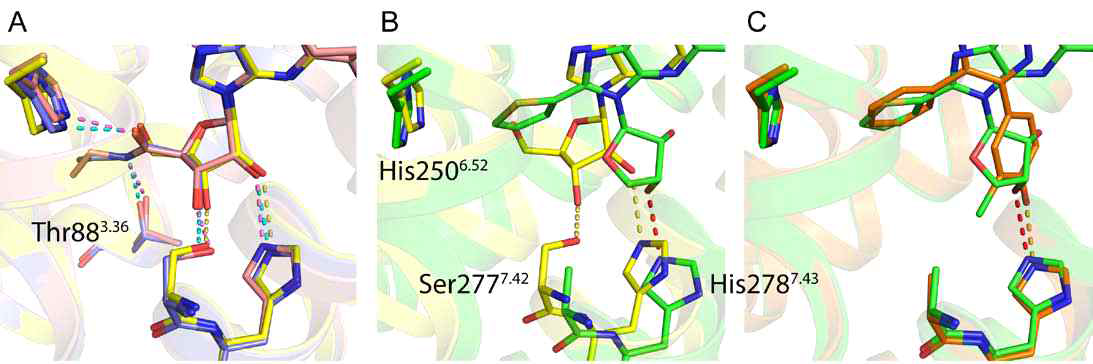 Superimposed crystal structures of A2AARs bound to the ligands containing ribose derivatives. A schematic representation of H-bond interactions (dashed lines) between hydroxyl groups of ribose derivatives(2O and 3O) and residues (Ser277 and/or His278) of A2AARs. A. Comparison of different agonists' binding modes. The 2O and 3O of ribose units of all agonists have H-bonds with both Ser277 and His278 of A2AARs. NECA, UKA and adenosine are shown as pink, blue and yellow colors, respectively. B. Comparison of binding modes of adenosine, agonist and LJ-4517 ligand, antagonist. LJ-4517 (green), an antagonist, has only one H-bond with His278 of A2AARs although adenosine (yellow) has both hydrogen bonds with Ser277 and His278 of A2AARs C. Comparison of binding modes of antagonists making H-bond with His278 of A2AARs. 1,2,4-triazine derivative (Compound 4e), an antagonist is supposed to have no H-bond with 277Ser and meanwhile, it can make H-bond with His278 of A2AARs, although it has not adenosine-mimicking moiety. Compound 4e are shown as orange