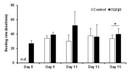 성숙인자 TGFβ1 처리에 따른 Beating rate 분석