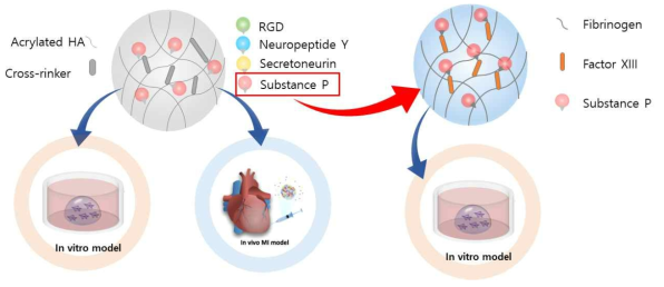 히알루론산 및 피브린젤을 이용한 심장 분화 촉진 수화젤 개발 모식도