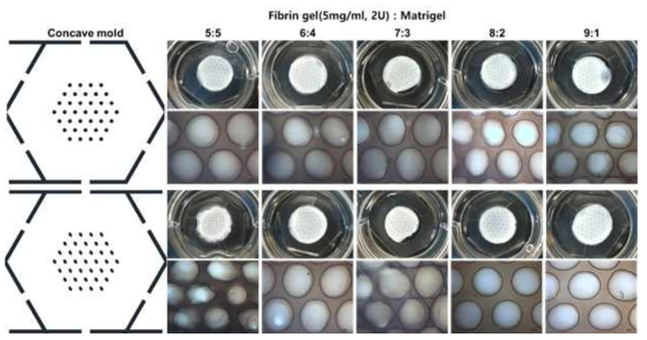 벌집구조 패터닝을 위한 피브린젤 및 마트리젤 비율 테스트