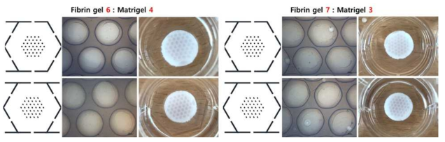 피브린 / 마트리젤을 6:4 및 7:3 비율로 만든 벌집구조 패터닝 수화젤