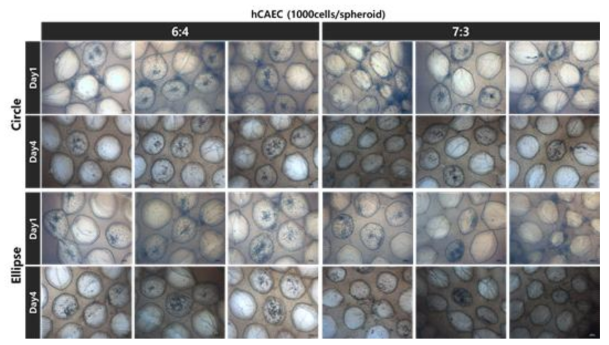 벌집구조 패터닝 수화젤에 hCAEC 스페로이드가 로딩된 모습